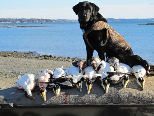 Guided Maine Sea Duck & Diver Duck Hunts