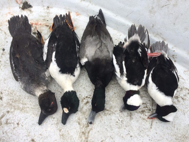 Maine Sea Duck Hunting Guide
