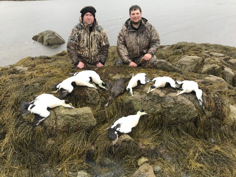 Guided Maine Sea Duck & Diver Duck Hunts Along the Coast