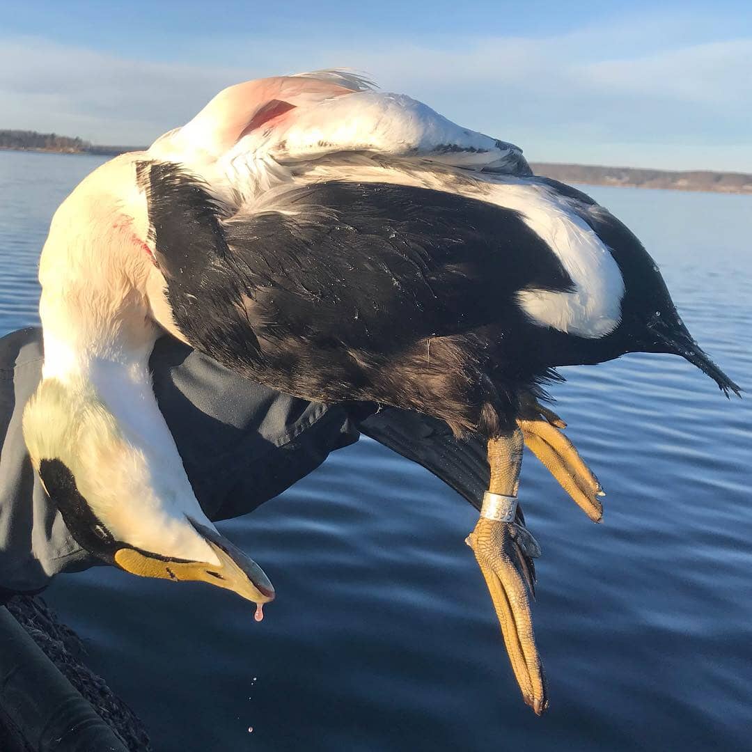 Guided Maine Sea Duck & Diver Duck Hunts