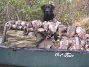 Guided Canadian Goose & Puddle Duck Maine Hunts