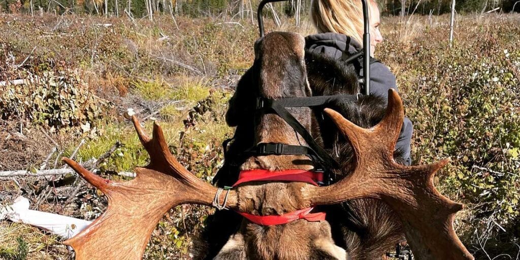 Maine Moose Hunting Guide