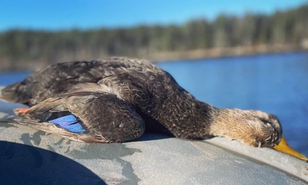 Goose hunting & Puddle Duck hunting guide in Maine